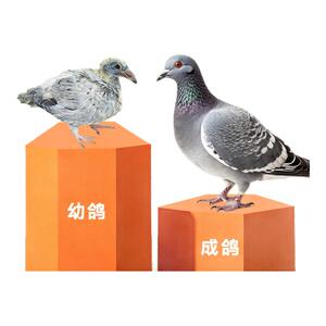 【央妈推荐】鸽子全期主粮