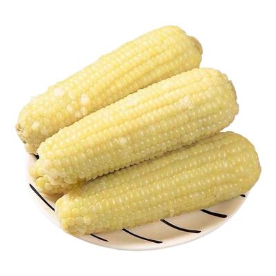 白糯玉米东北玉米真空包装非转基因白糯玉棒早餐代餐农家自种玉米