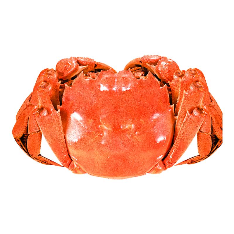 顺丰螃蟹阳澄红膏大闸蟹河蟹湖蟹