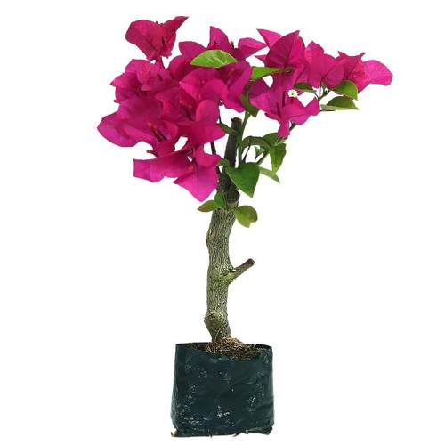 花卉苗玫瑰净化空气三角梅新品种