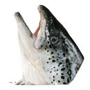 三文鱼头新鲜冷冻超大深海鱼头三文鱼边角料人吃烧烤煲汤海鲜水产