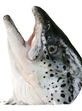 三文鱼头新鲜冷冻超大深海鱼头三文鱼边角料人吃烧烤煲汤海鲜水产