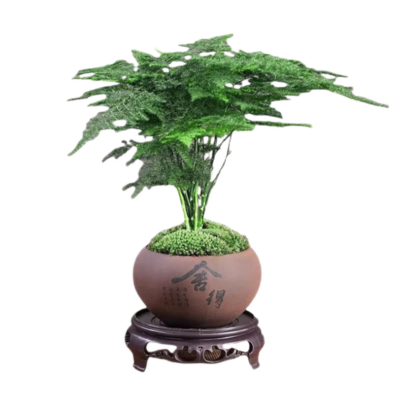 文竹盆栽办公室内桌面绿植适合懒人养的四季常青好养禅意植物盆景