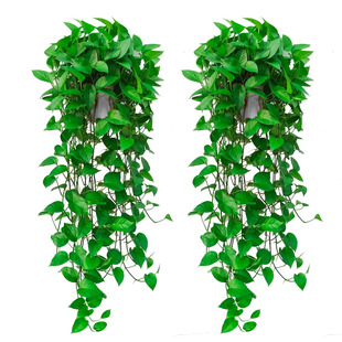 长藤绿萝室内盆栽壁挂绿植垂吊兰空调悬挂爬藤植物水培绿箩大叶