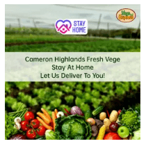 Fresh Vegetable - Value Pack Set 3