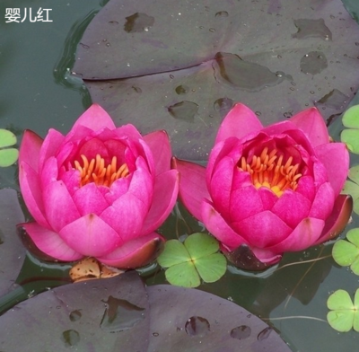 大睡莲根块根茎池塘鱼缸水缸水生水培植物睡莲水养盆栽花卉包成活