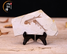 包邮 送支架 辽西古生物狼鳍鱼化石标本原板观赏奇石摆件动物化石