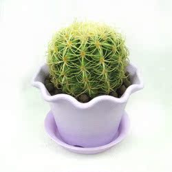 仙人类植物介绍_仙人类植物图片下载