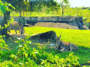 台北市立动物园