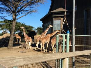 旧金山动物园