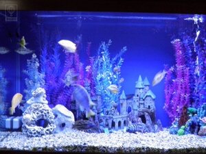 Aquarium Designs By Michael