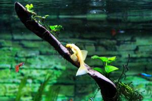 鼓浪屿海底世界