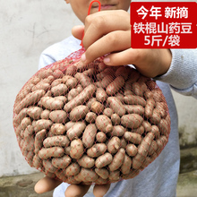 5斤新鲜天然山药豆农家正宗铁棍山药豆营养滋补山药蛋紫药豆种子