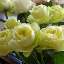 奶油龙沙丰花阳台月季花苗玫瑰盆栽观花绿植庭院 DuRose 欧月