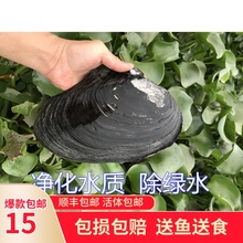 大河蚌活体淡水冷水野生宠物鱼缸龟缸除藻除绿水净水鳑鲏旁皮繁殖