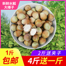包邮 野生水仁大榛子500g 榛子2019年新鲜水瓤大榛子脱皮生榛子