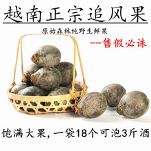 正宗越南追风果刺虎2018新鲜果进口18个900克送越南币草药藏红花