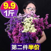云南勿忘我真花干花花束家居摆设小清新客厅满天星插花发批论斤