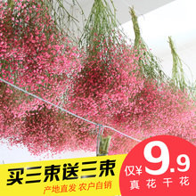 满天星干花花束客厅家居装饰真花永生花云南天然勿忘我干花批发