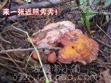天然野生赤芝 250克 带柄赤灵芝 整支赤灵芝 神农架纯野生灵芝
