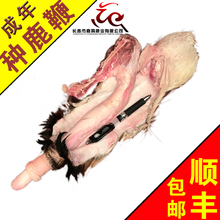 包邮 长白山梅花鹿鲜鹿鞭干鹿鞭纯正鹿鞭膏男性滋补品鲜鹿茸鹿茸血