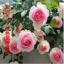 绿植花卉 爬藤月季带花苞 欧月盆栽月季花藤本龙沙宝石月季