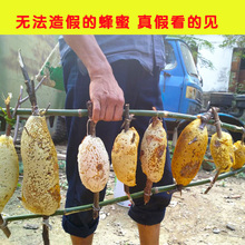 云南小挂蜜 蜂巢蜜野生嚼着吃 百花春蜂蜜农家自产土含花粉500g
