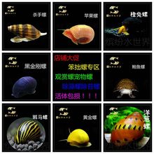 店铺大促笨拙螺集锦观赏螺宠物螺除藻螺除苔螺淡水草缸柏损