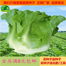 耐抽苔生菜种子春夏四季易播大田庭院阳台莴仔菜种籽有机蔬菜种孑