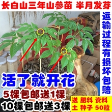 人参盆栽盆景 野山参苗 3年林下参苗 人参苗人参种子 山参苗