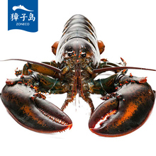 獐子岛波士顿鲜活龙虾700g 加拿大进口海鲜水产大龙虾波斯顿活虾