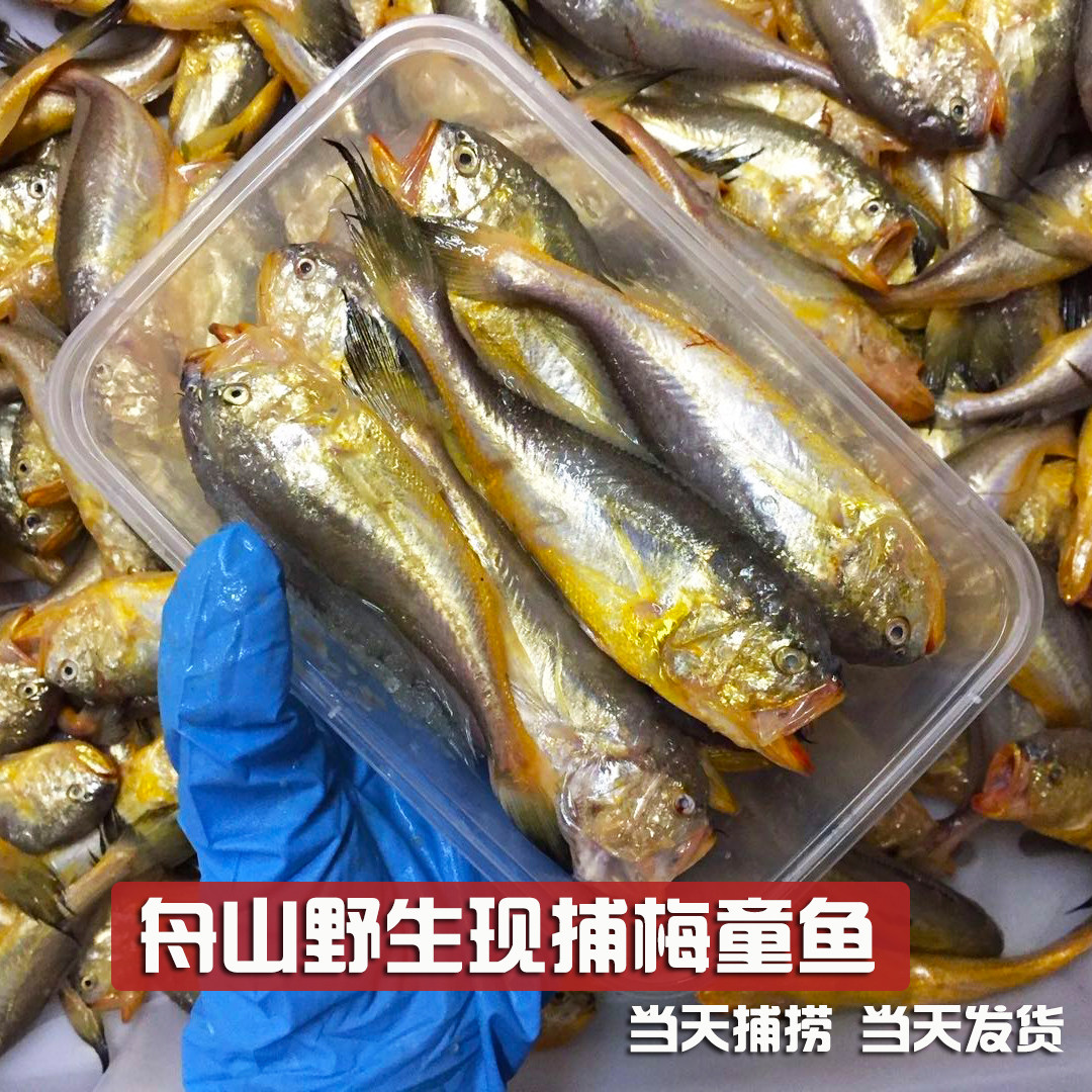 大梅童鱼,区别,梅童鱼(第3页)_大山谷图库