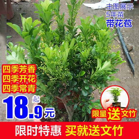 什么户外绿植四季常青,四季常青的室外绿植,北方耐寒四季常青树种(第24页)_大山谷图库