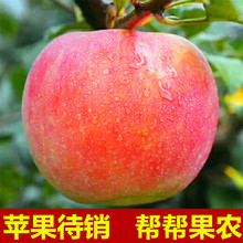 现摘 大沙河红富士苹果整箱丑苹果 包邮 苹果水果新鲜红富士苹果5斤