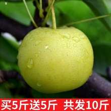 包邮 孕妇当季水果整箱 砀山翠冠梨10斤砀山酥梨翠冠梨青梨皇冠梨