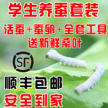 运输包活 送新鲜桑叶 包邮 七彩色蚕卵学生养蚕活体 科普蚕宝宝套装