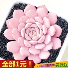 植物室内 肉嘟嘟 含盆送土 肉肉 清仓 1元 包邮 多肉植物批发
