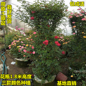 花瓶花架花球拱门别墅必备藤本月季花苗爬藤植物欧月龙沙宝石盆栽