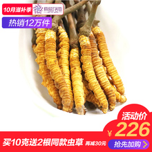 紫蓝花海西藏那曲冬虫夏草正品野生冬虫草3根/克干虫草正宗礼盒装