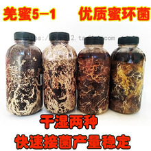 密环菌3级栽培种天麻猪苓专用种植枝条菌A9菌种羌蜜蜜环菌栽培种