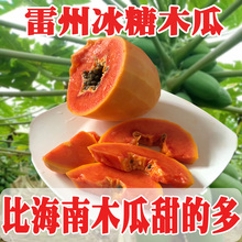 包邮 当季青皮红心牛奶 第2件半价 新鲜水果 广东雷州冰糖木瓜