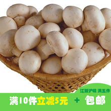 现采即发250g江浙沪皖5件 新鲜蘑菇 包邮 菌菇 新鲜蔬菜