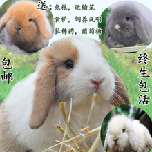 宠物兔子活物活体幼体纯种侏儒兔小型迷你长不大荷镭即苟兔猫猫兔