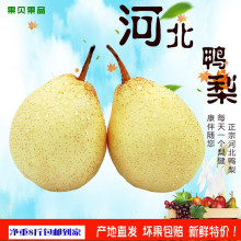 河北鸭梨水晶梨带箱10斤新鲜白梨子赵州特产水果净重8斤天津皇冠