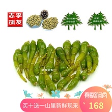 现采正宗霍山米斛鲜条50克超霍山石斛鲜条非铁皮石斛鲜条枫斗药用