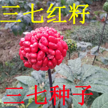 云南文山三七种子红子三七苗新鲜种子三七红籽新鲜三七种植58粒