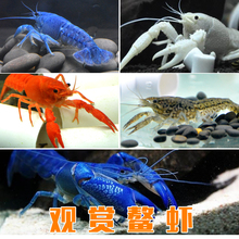 包邮 佛蓝鳌虾宠物虾蓝魔虾树橘鳌观赏活体水族鱼缸淡水小龙满48元
