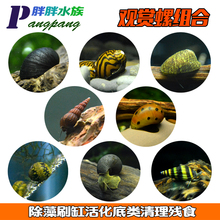 包邮 观赏工具除藻杀手螺螺黑金刚军帽彩蛋洋葱鲍鱼斑马苹果螺组合