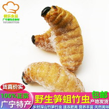 500g 广宁特产新鲜活竹笋虫 竹乡野生竹蛆特级笋蛆速冻竹虫笋子虫