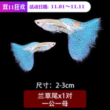 包邮 冰蓝孔雀鱼凤尾鱼活体小型鱼宠物淡水热带鱼观赏鱼满 送保温箱